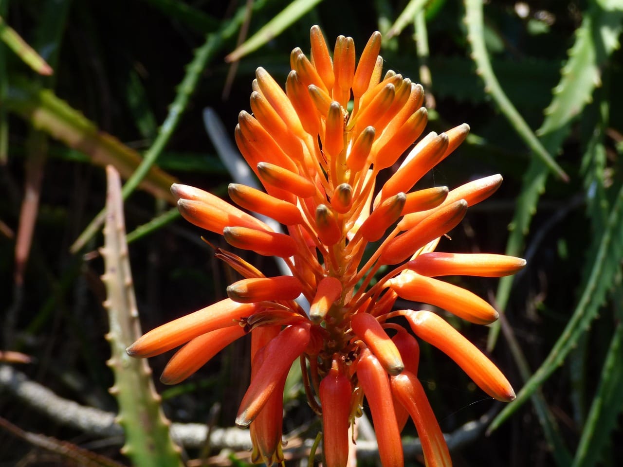 botannical gardens, beautiful flowers, san diego, flower wallpaper, nature, california, flowers, coastal flowers, pacific flora, flower background, beautiful images, botannical images, gardens