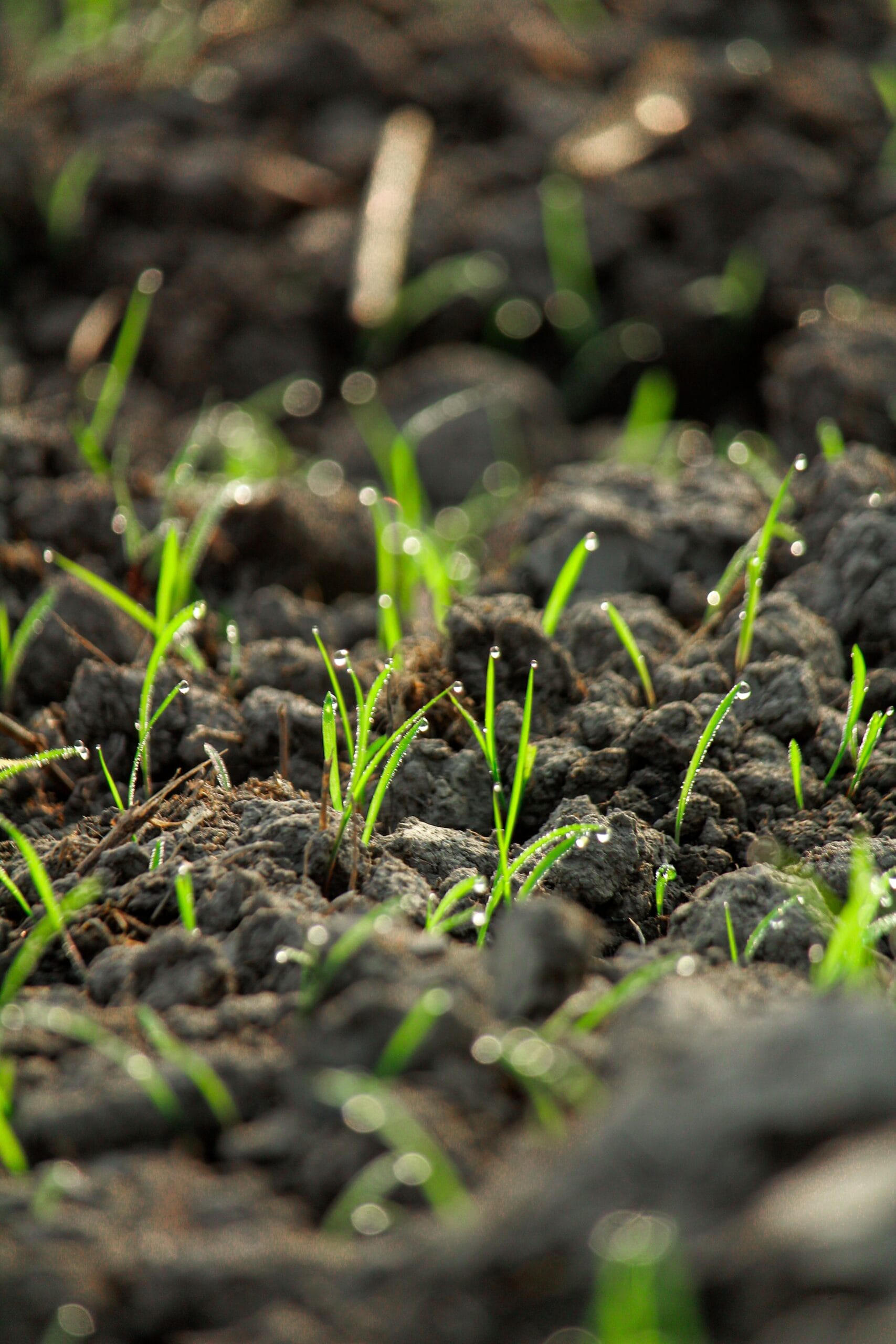 Close-up view of young green seedlings emerging from dark, fertile soil with dewdrops.